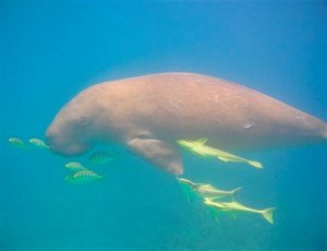 This is a Dugong