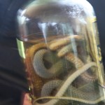 Chinese snake wine