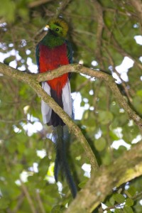 Respledent Quetzal