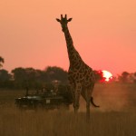 Botswana Safari - Boundless Journeys