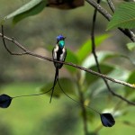 Peruvian Wildlife: Marvellous Spatuletail