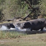 On Safari in Botswana