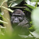 Gorilla trekking trips with Boundless Journeys