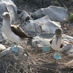 Galapagos Islands Cruises with Boundless Journeys