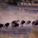 Boundless Journeys - Serengetti Migration
