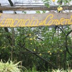 One of the region's many lemon groves.