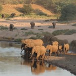 Elephants come down for a drink (and a splash) at Hwange National Park.