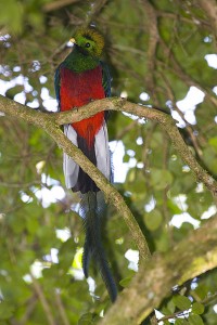 Resplendent Quetzels inhabit Central America's Cloud Forests.