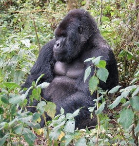 Bwindi Mountain Gorillas have been gradually habituated to accept travelers in their midst.