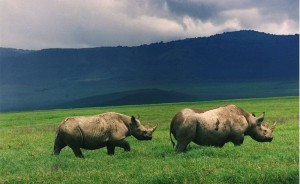 Black rhino have been reintroduced to Botswana's Okavango Delta.