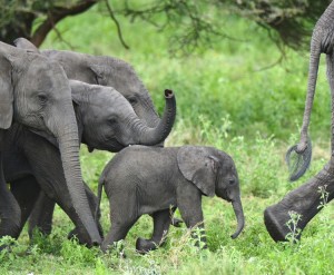 Tanzania Elephants