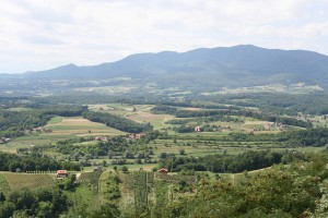 Croatia Vineyards