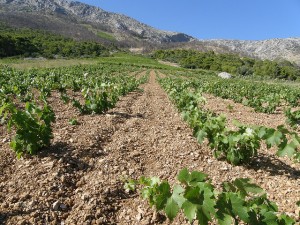 Croatian Vineyards