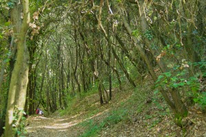 Croatian Forest