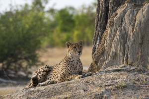 MM_Hwange_Oct_2014_082