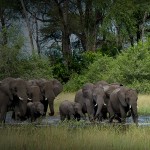 Elephants on Botswana Custom Tour