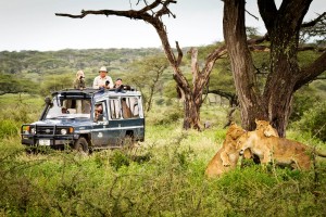 People photographing lions from the truck