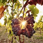 Sun beaming through a bunch of grapes