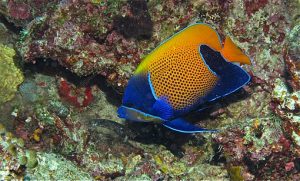 By Bernard DUPONT from FRANCE (Blue-girdled Angelfish (Pomacanthus navarchus)) [CC BY-SA 2.0 (https://creativecommons.org/licenses/by-sa/2.0)], via Wikimedia Commons