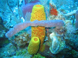 Sponge Coral