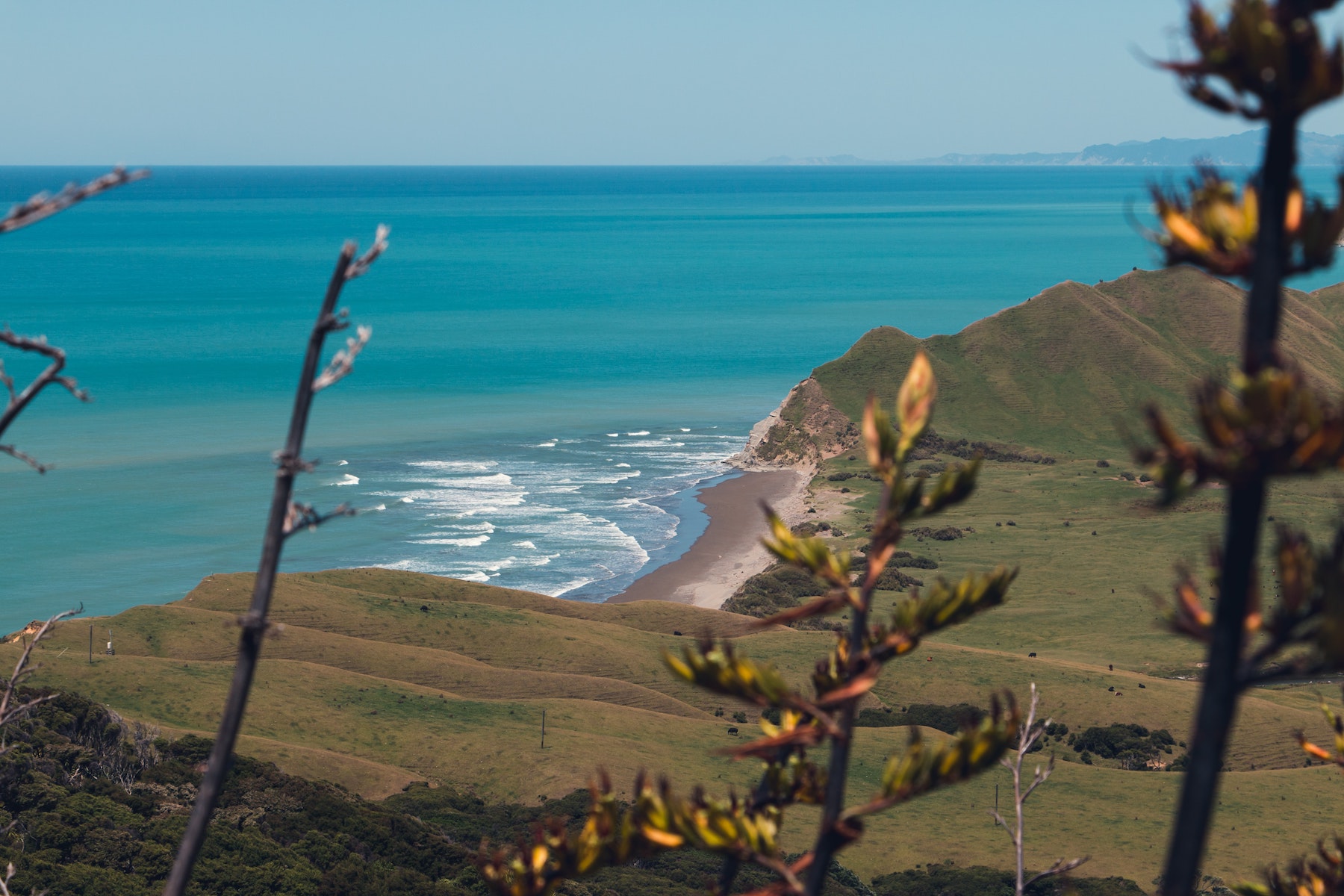 New Zealand coast with plants in foreground