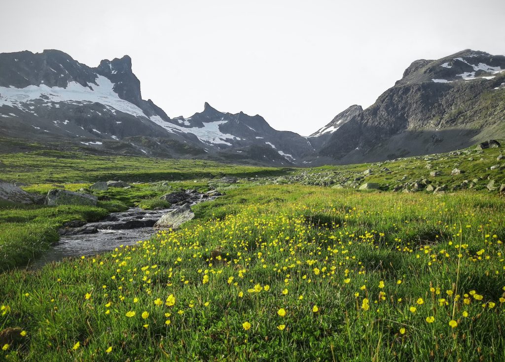 A flowering valley in Jotunheimen National Park