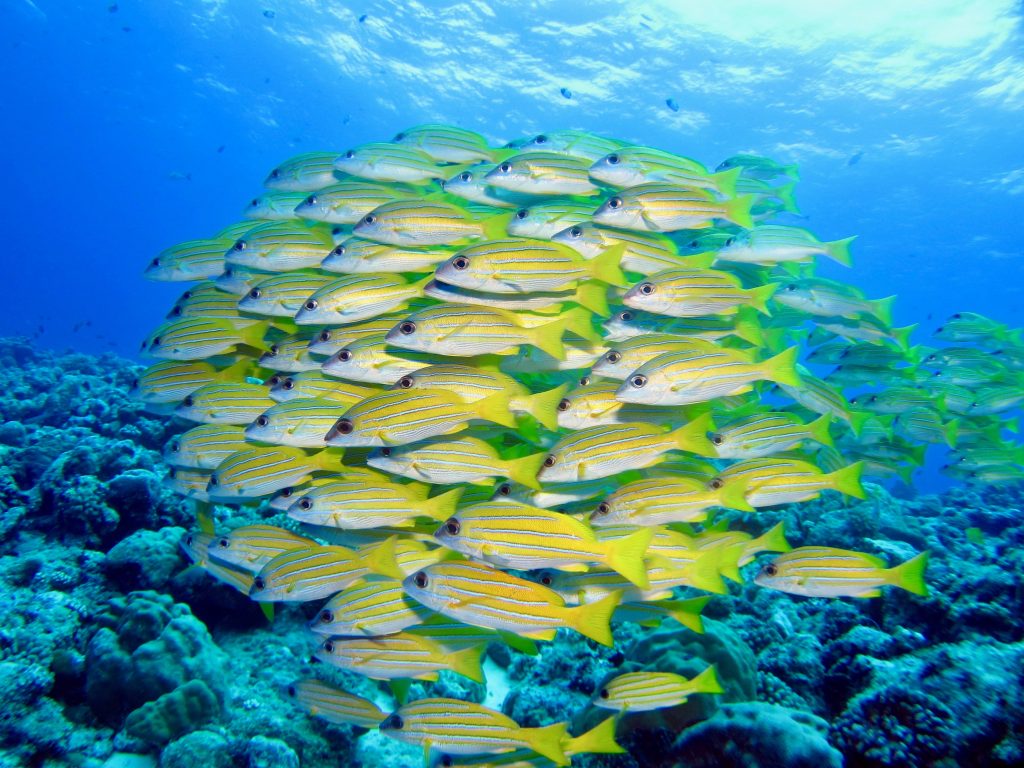 A school of fish near a reef