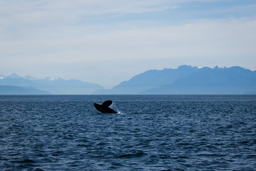 An orca leaps from the water