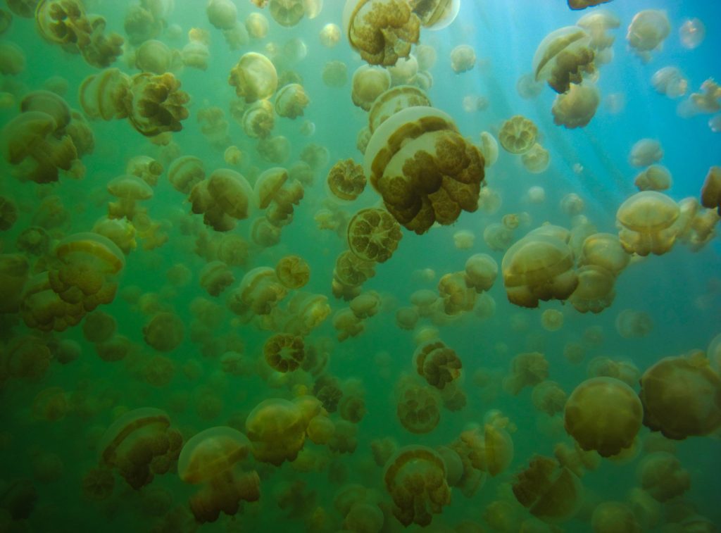 View from underwater while surrounded by jellyfish in Palau's Jellyfish Lake