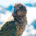alpine parrot new zealand
