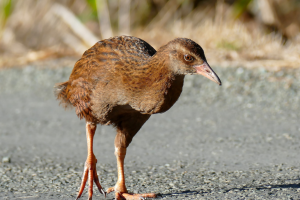 A weka bird walking through grass, its head bobbing as it moves