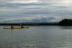 Kayakers paddling along a calm estuary in the Okarito wetlands surrounded by native bush

