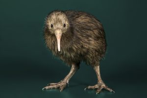 A brown kiwi bird with its head raised, standing against a soft, neutral background