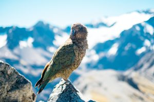 A kea perched on a rock in an alpine setting with misty New Zealand mountains in the background