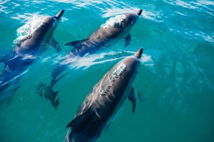 A pod of dolphins swimming through clear blue water near the New Zealand coast