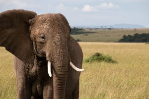 Closeup of an elephant on the savanna
