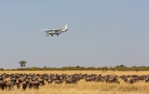 An airplane flies over a savanna, with a herd of wildebeest below