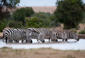 Zebras line up and drink from a watering hole