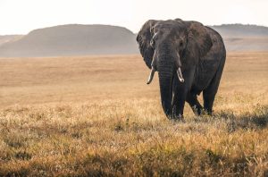 An elephant walks across a golden plain