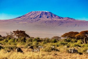 A mountain looms in the distance while zebras and wildebeest graze in the midground