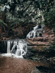 A series of small cascades in a lush forest