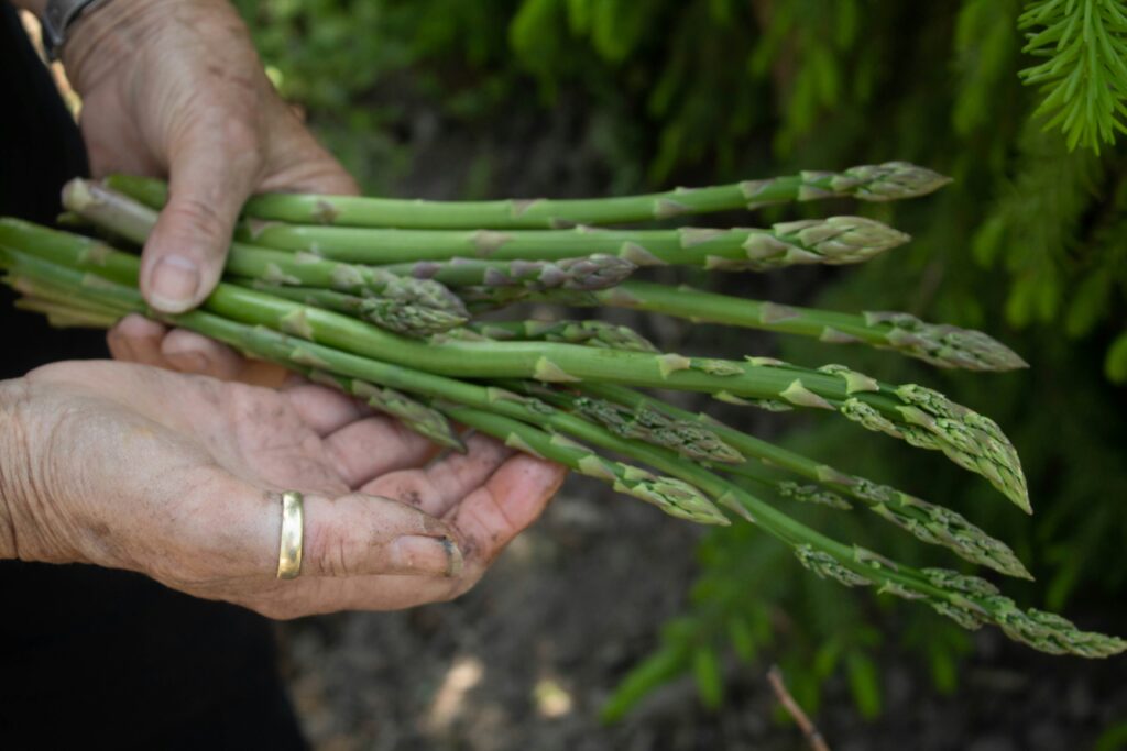 Hands hold a bundle of asparagus