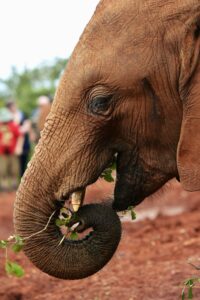 Closeup of an elephant eating, with tourists seen indistinctly in the background