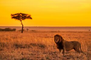 a male lion stands in profile at sunset on the African savanna