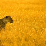 A lioness sits in profile in a gold field. She's one of the animals part of the Big Five.