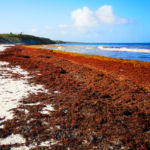 Image of seaweed piled up on sandy beach