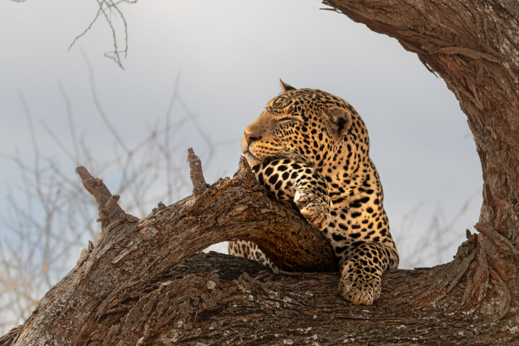 Tanzania: Safari & Culture of the Northern Highlands