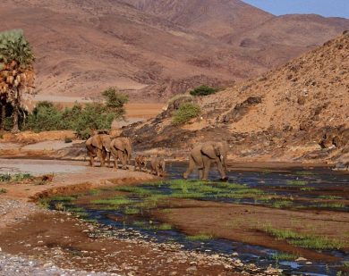 namibia desert safari